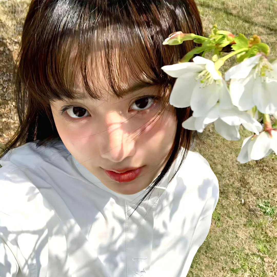 菊石